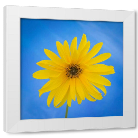 Sunflower on Blue II White Modern Wood Framed Art Print by Mahan, Kathy