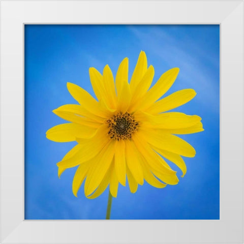 Sunflower on Blue II White Modern Wood Framed Art Print by Mahan, Kathy