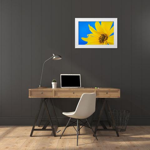 Sunflower on Blue III White Modern Wood Framed Art Print by Mahan, Kathy