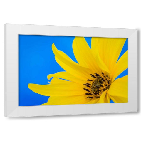 Sunflower on Blue III White Modern Wood Framed Art Print by Mahan, Kathy