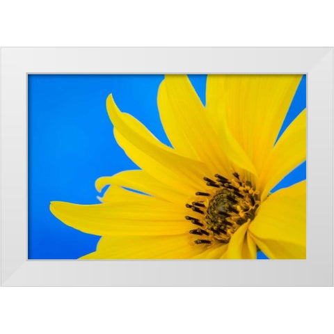 Sunflower on Blue III White Modern Wood Framed Art Print by Mahan, Kathy