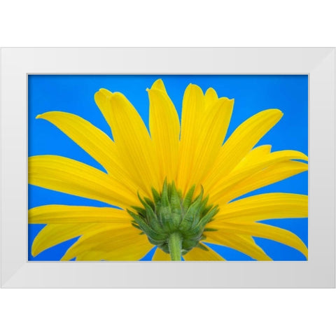 Sunflower on Blue IV White Modern Wood Framed Art Print by Mahan, Kathy