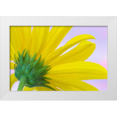 Sunflower Macro I White Modern Wood Framed Art Print by Mahan, Kathy