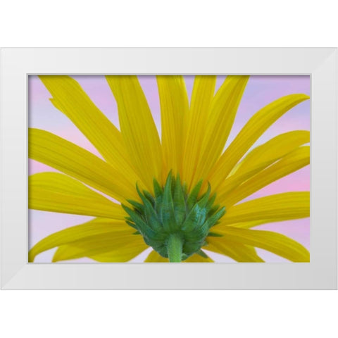 Sunflower Macro II White Modern Wood Framed Art Print by Mahan, Kathy