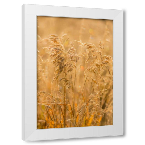 Autumn Grasses I White Modern Wood Framed Art Print by Mahan, Kathy