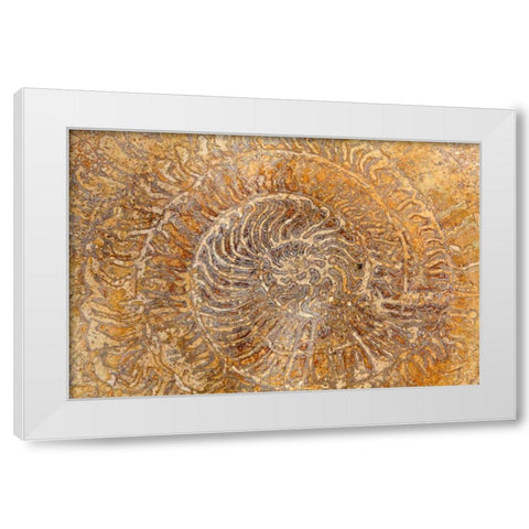 San Miguel Fossils I White Modern Wood Framed Art Print by Mahan, Kathy