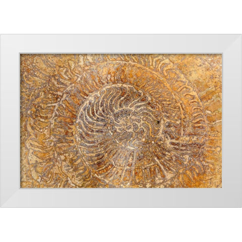 San Miguel Fossils I White Modern Wood Framed Art Print by Mahan, Kathy