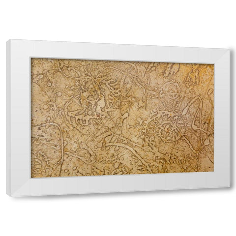 San Miguel Fossils II White Modern Wood Framed Art Print by Mahan, Kathy