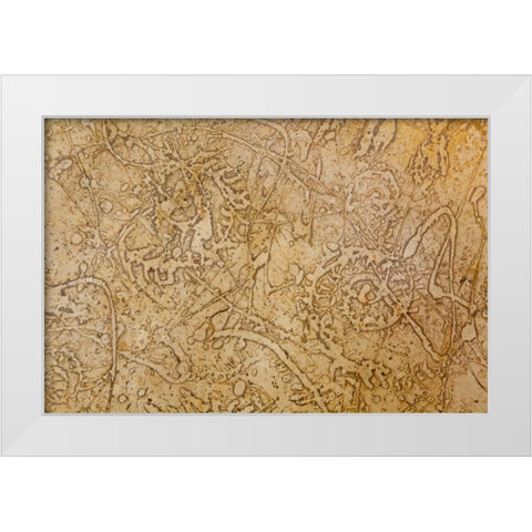 San Miguel Fossils II White Modern Wood Framed Art Print by Mahan, Kathy