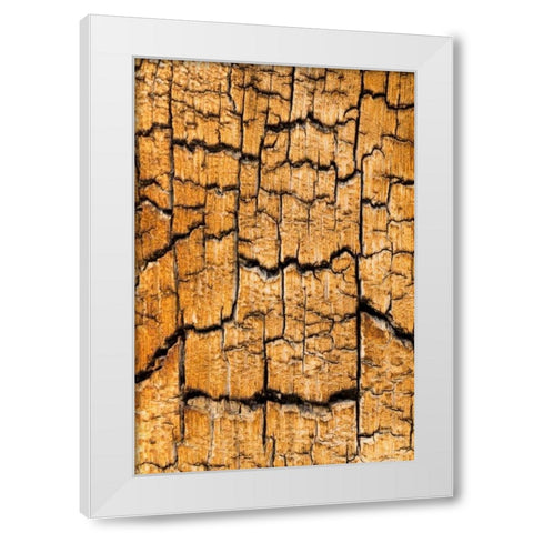 Pine Patterns I White Modern Wood Framed Art Print by Mahan, Kathy