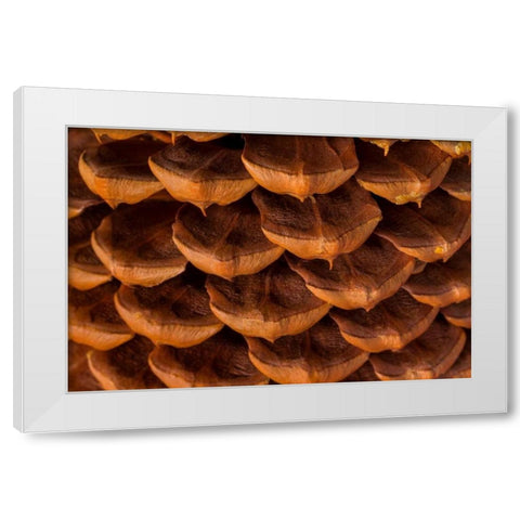 Pine Cone I White Modern Wood Framed Art Print by Mahan, Kathy