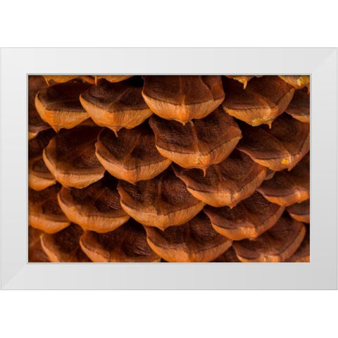 Pine Cone I White Modern Wood Framed Art Print by Mahan, Kathy