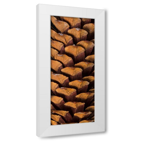 Pine Cone V White Modern Wood Framed Art Print by Mahan, Kathy
