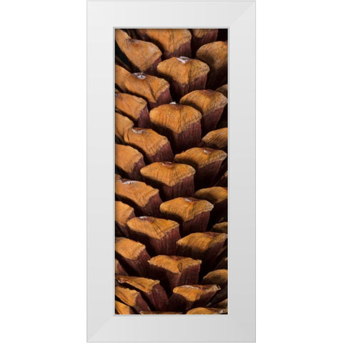 Pine Cone V White Modern Wood Framed Art Print by Mahan, Kathy