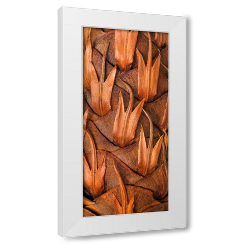 Pine Cone VI White Modern Wood Framed Art Print by Mahan, Kathy