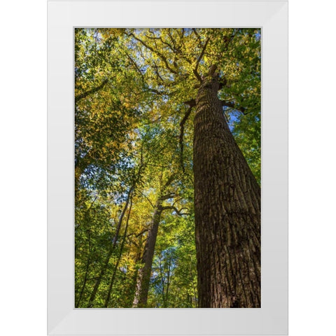 Tulip-Poplar Tree I White Modern Wood Framed Art Print by Mahan, Kathy