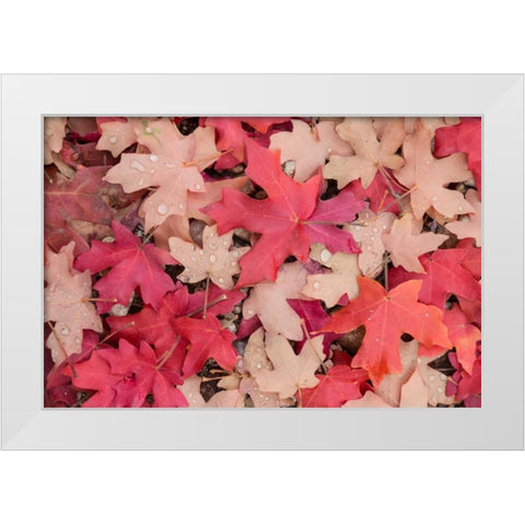 Fallen Leaves I White Modern Wood Framed Art Print by Mahan, Kathy