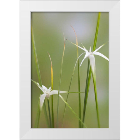 Star Grass I White Modern Wood Framed Art Print by Mahan, Kathy