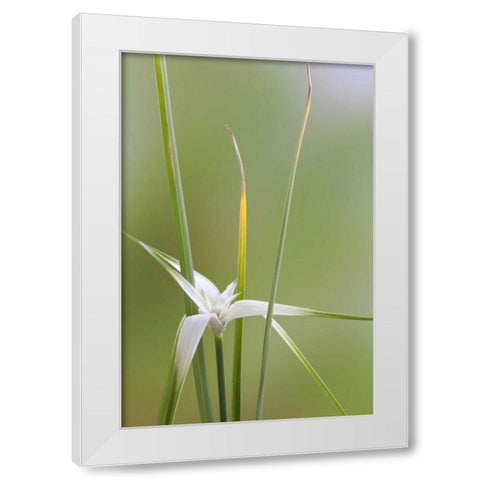Star Grass II White Modern Wood Framed Art Print by Mahan, Kathy
