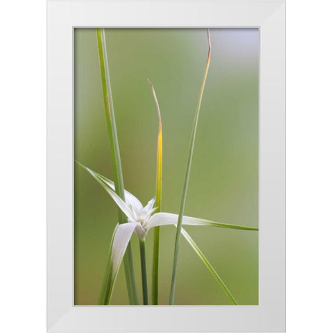 Star Grass II White Modern Wood Framed Art Print by Mahan, Kathy