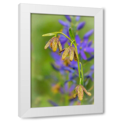 Chocolate Lily I White Modern Wood Framed Art Print by Mahan, Kathy