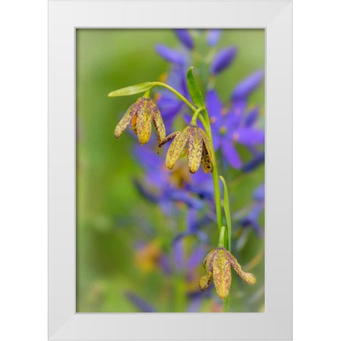 Chocolate Lily I White Modern Wood Framed Art Print by Mahan, Kathy