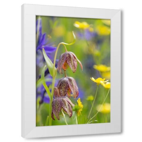 Chocolate Lily II White Modern Wood Framed Art Print by Mahan, Kathy