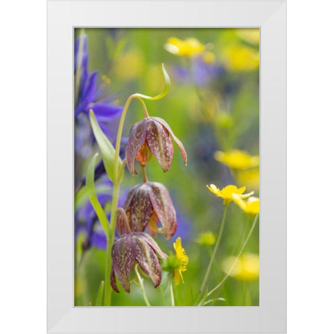Chocolate Lily II White Modern Wood Framed Art Print by Mahan, Kathy