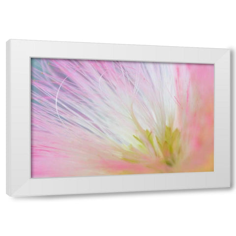 Mimosa Tree Blossom I White Modern Wood Framed Art Print by Mahan, Kathy