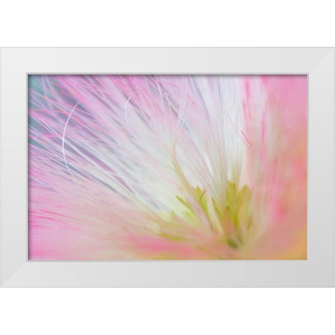 Mimosa Tree Blossom I White Modern Wood Framed Art Print by Mahan, Kathy
