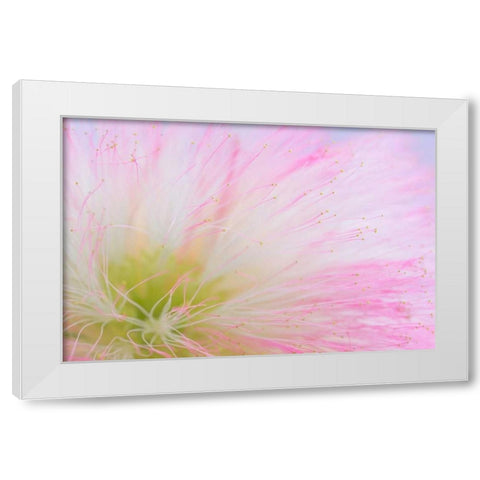 Mimosa Tree Blossom II White Modern Wood Framed Art Print by Mahan, Kathy