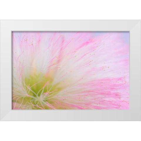 Mimosa Tree Blossom II White Modern Wood Framed Art Print by Mahan, Kathy