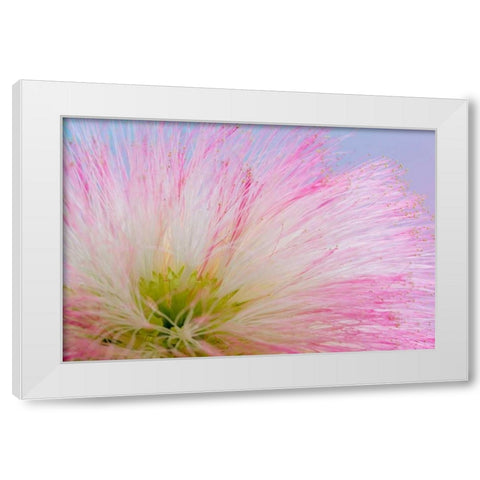 Mimosa Tree Blossom III White Modern Wood Framed Art Print by Mahan, Kathy