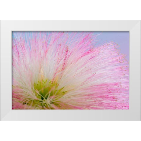 Mimosa Tree Blossom III White Modern Wood Framed Art Print by Mahan, Kathy