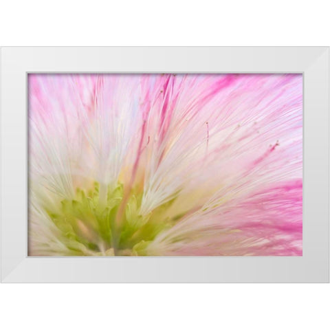 Mimosa Tree Blossom IV White Modern Wood Framed Art Print by Mahan, Kathy