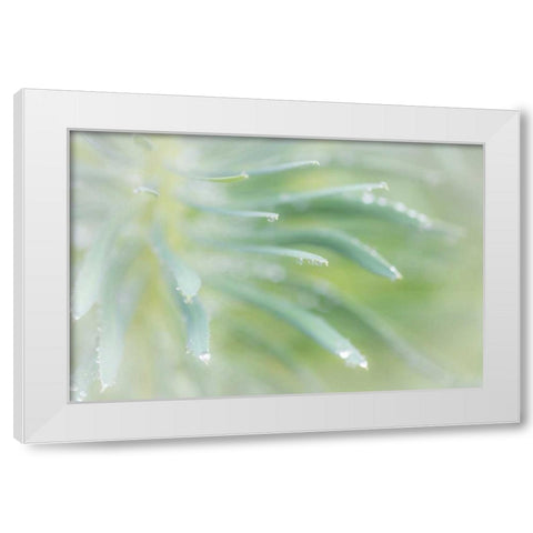 Euphorbia I White Modern Wood Framed Art Print by Mahan, Kathy