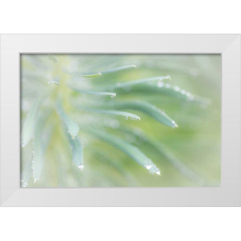 Euphorbia I White Modern Wood Framed Art Print by Mahan, Kathy