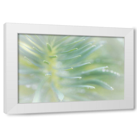 Euphorbia II White Modern Wood Framed Art Print by Mahan, Kathy