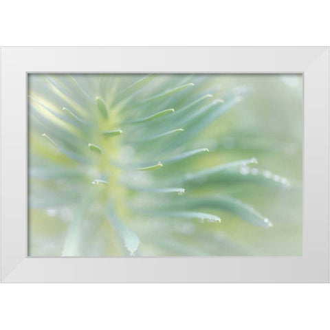 Euphorbia II White Modern Wood Framed Art Print by Mahan, Kathy