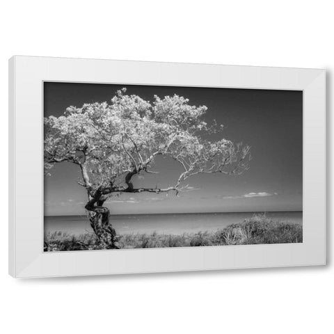 Lone Tree I White Modern Wood Framed Art Print by Mahan, Kathy