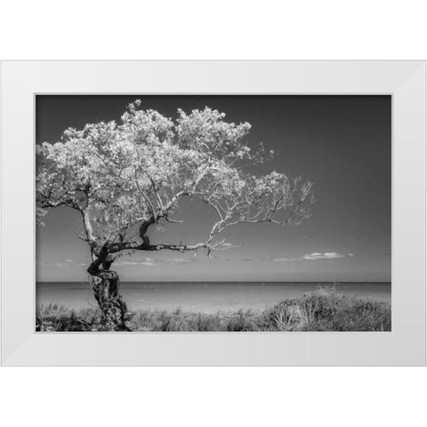Lone Tree I White Modern Wood Framed Art Print by Mahan, Kathy