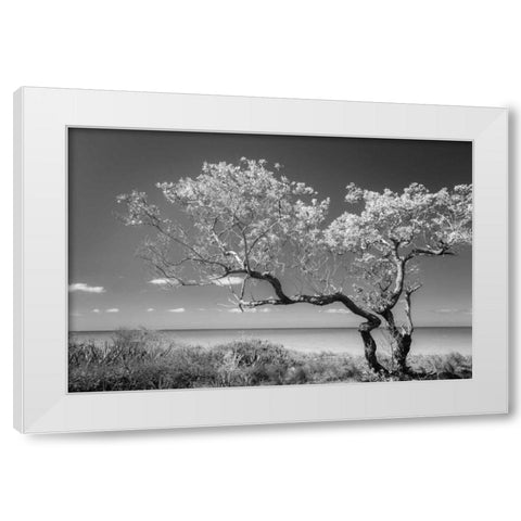 Lone Tree II White Modern Wood Framed Art Print by Mahan, Kathy