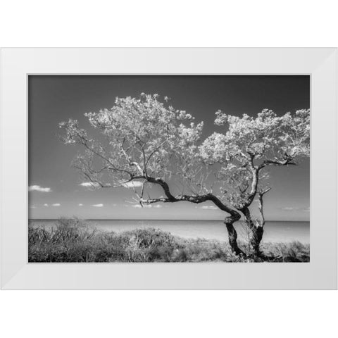 Lone Tree II White Modern Wood Framed Art Print by Mahan, Kathy