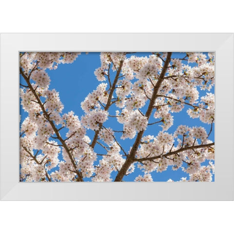 Cherries in Bloom I White Modern Wood Framed Art Print by Mahan, Kathy
