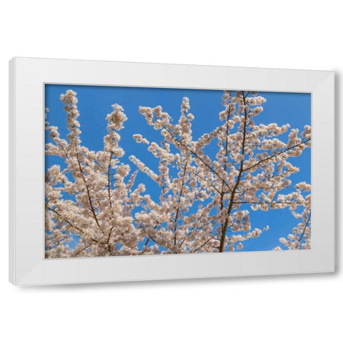 Cherries in Bloom II White Modern Wood Framed Art Print by Mahan, Kathy
