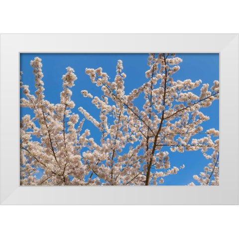 Cherries in Bloom II White Modern Wood Framed Art Print by Mahan, Kathy