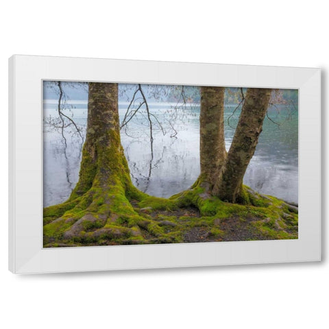 Winter Alders II White Modern Wood Framed Art Print by Mahan, Kathy
