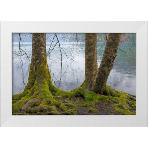 Winter Alders II White Modern Wood Framed Art Print by Mahan, Kathy