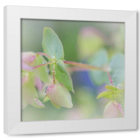 Dew Covered Oregano I White Modern Wood Framed Art Print by Mahan, Kathy