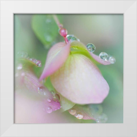 Dew Covered Oregano II White Modern Wood Framed Art Print by Mahan, Kathy